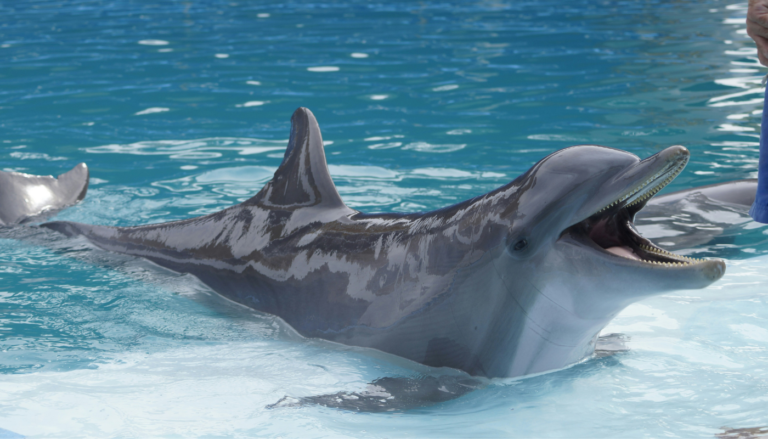 6 Unforgettable Animal Encounters in Northwest Florida