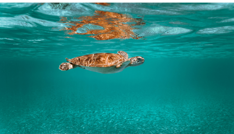 Top 6 Things You Don’t Want to Miss in Northwest Florida