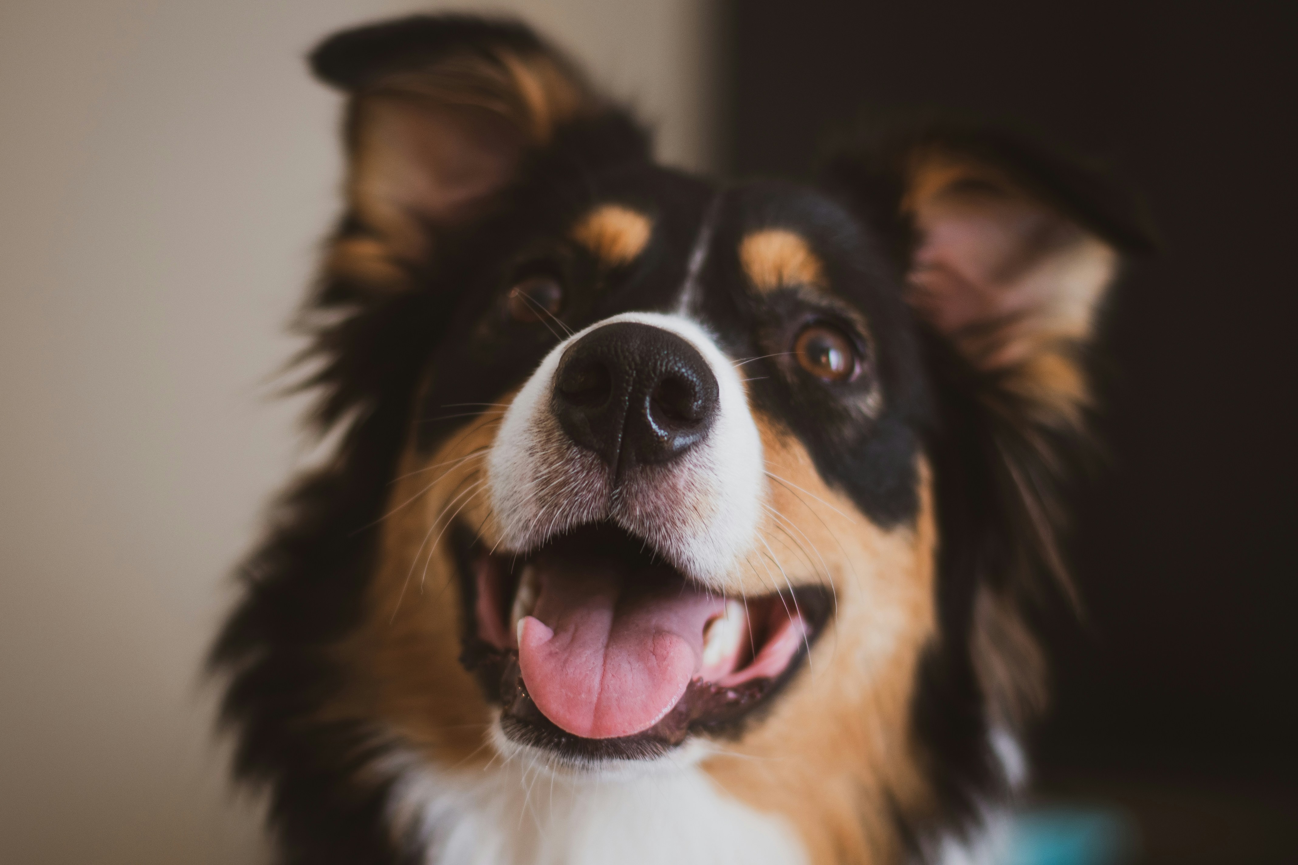 happy dog in northwest florida pet friendly vacation rental