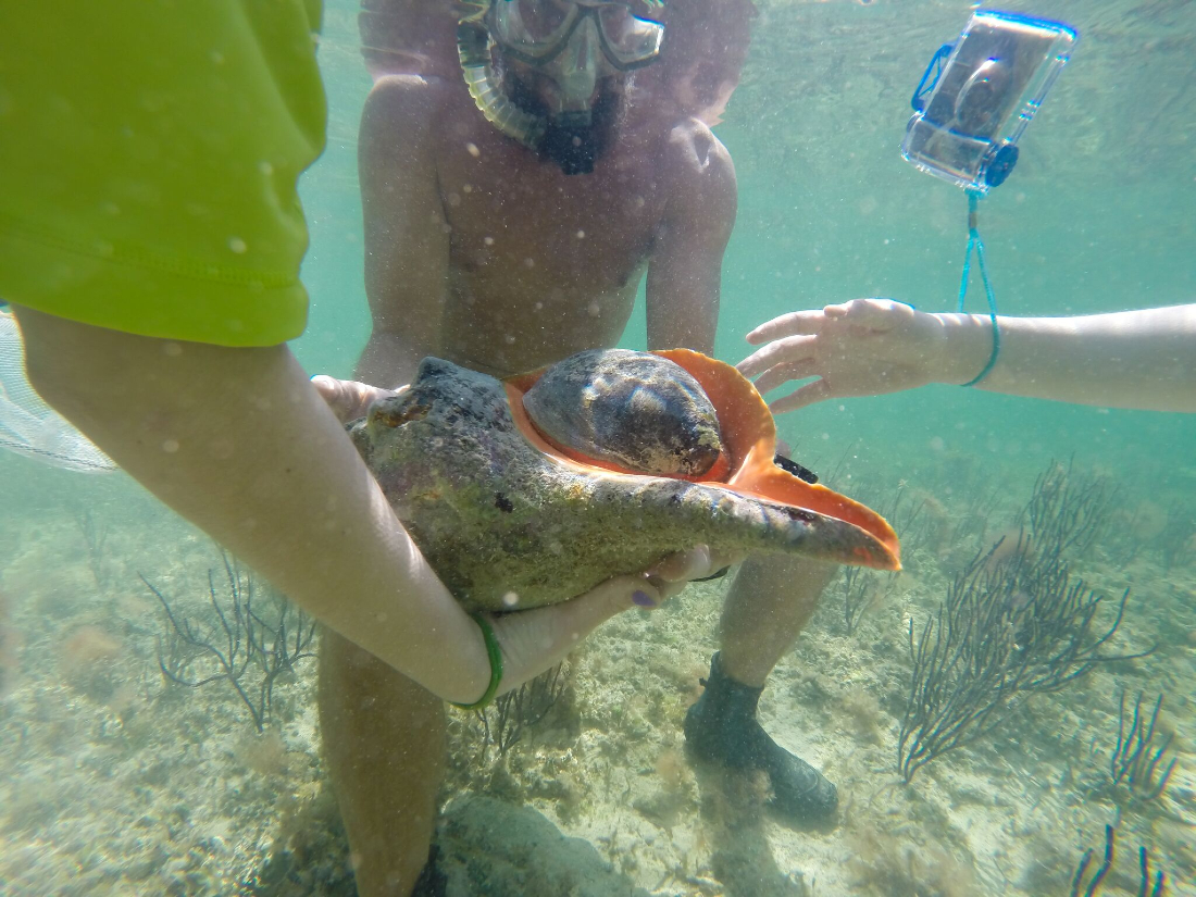 Things To Do Sea Life Discovery Center