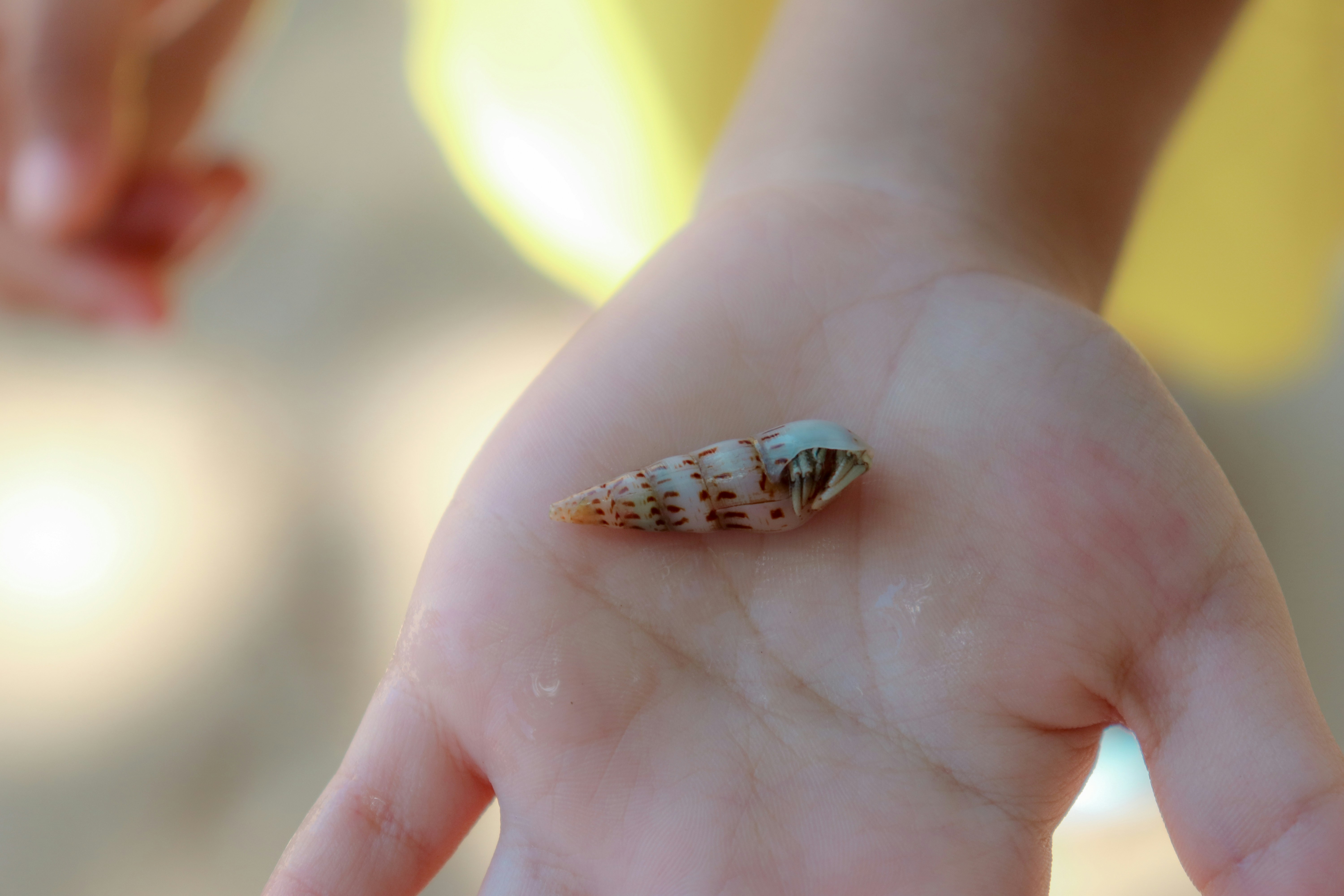 Things To Do Shell Island