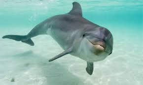 Things To Do Navarre Beach Dolphin Tours