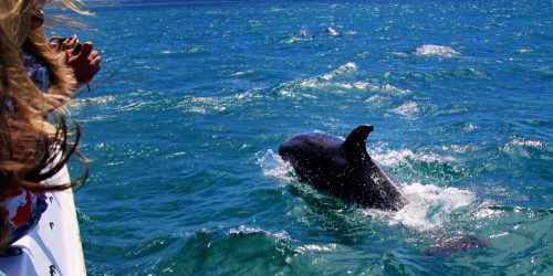 Things To Do Navarre Dolphin Cruise